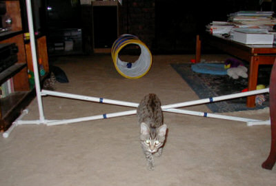 Biki as a kitten, doing tunnel and jump