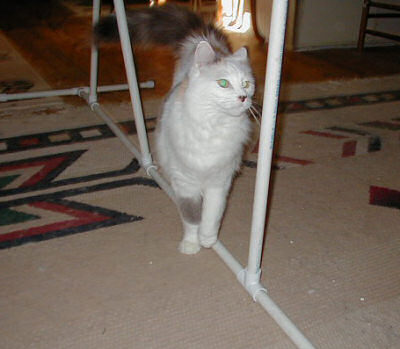 Kacey (cat) doing the weave poles