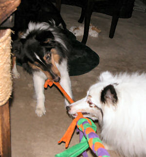 Shelties playing with tug toy