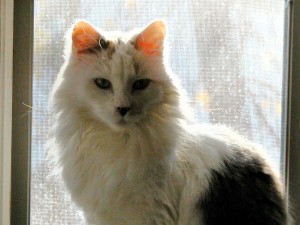 Kacey - new years, 2009