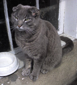 Hat the Cat Hat the Cat