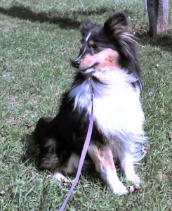 raven-new-paltz1 raven-new-paltz1