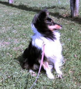 raven-new-paltz2 raven-new-paltz2