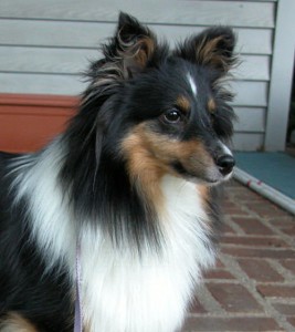 Raven - Toven Crave the Rave - 2 years old Raven - Toven Crave the Rave - 2 years old